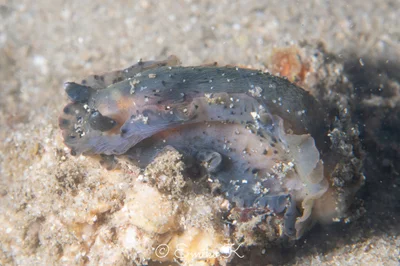 Dendrodoris fumata - オーストラリア ニューサウスウェールズ シドニー