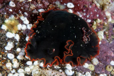 Dendrodoris fumata - Punta la Gringa