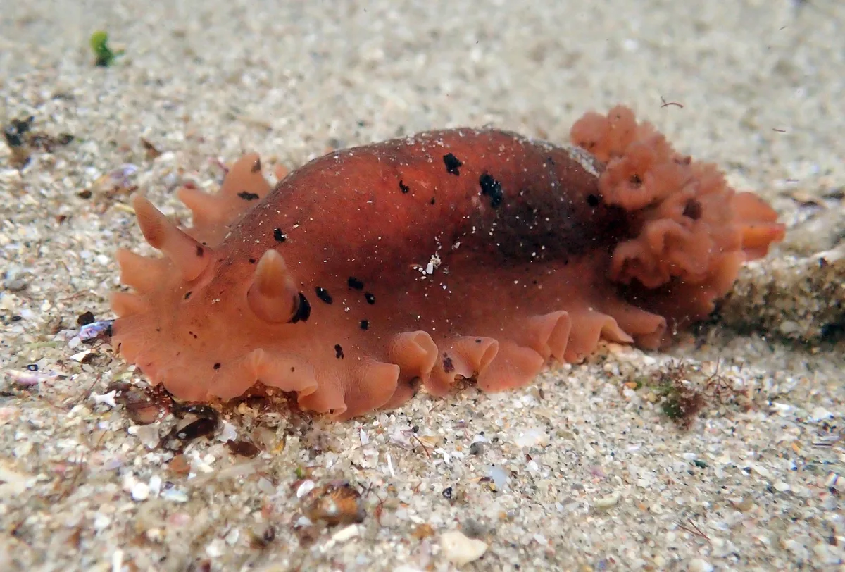 Dendrodoris fumata - Clear Water Bay, Hong Kong