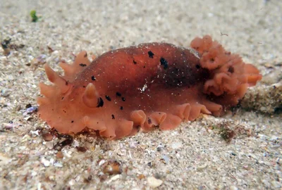 Dendrodoris fumata - Clear Water Bay, Hong Kong