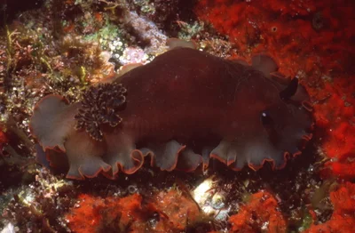 Dendrodoris fumata - Ensenada, MX-BN, MX