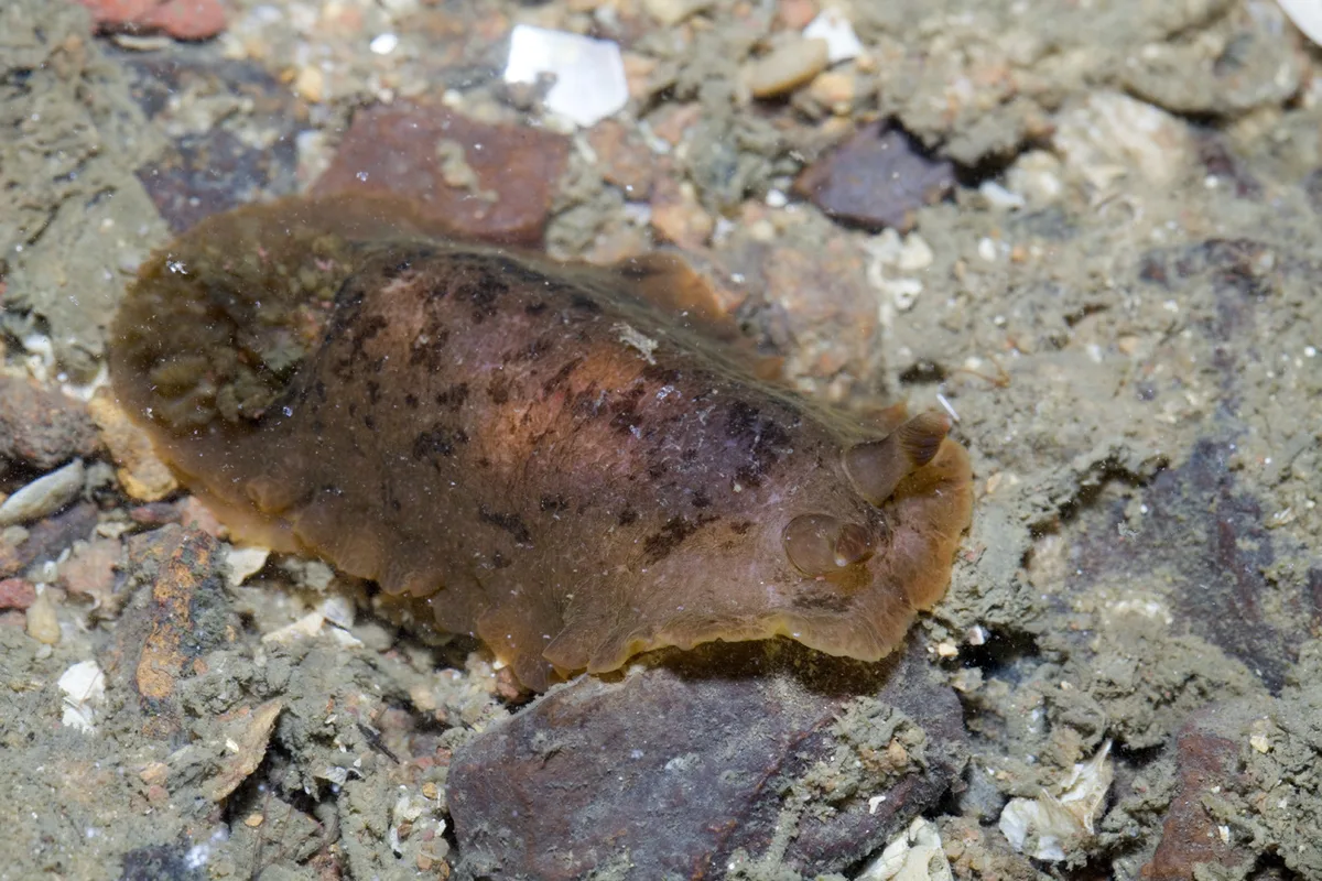 Dendrodoris fumata - Punggol, Singapore