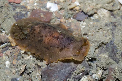 Dendrodoris fumata - Punggol, Singapore
