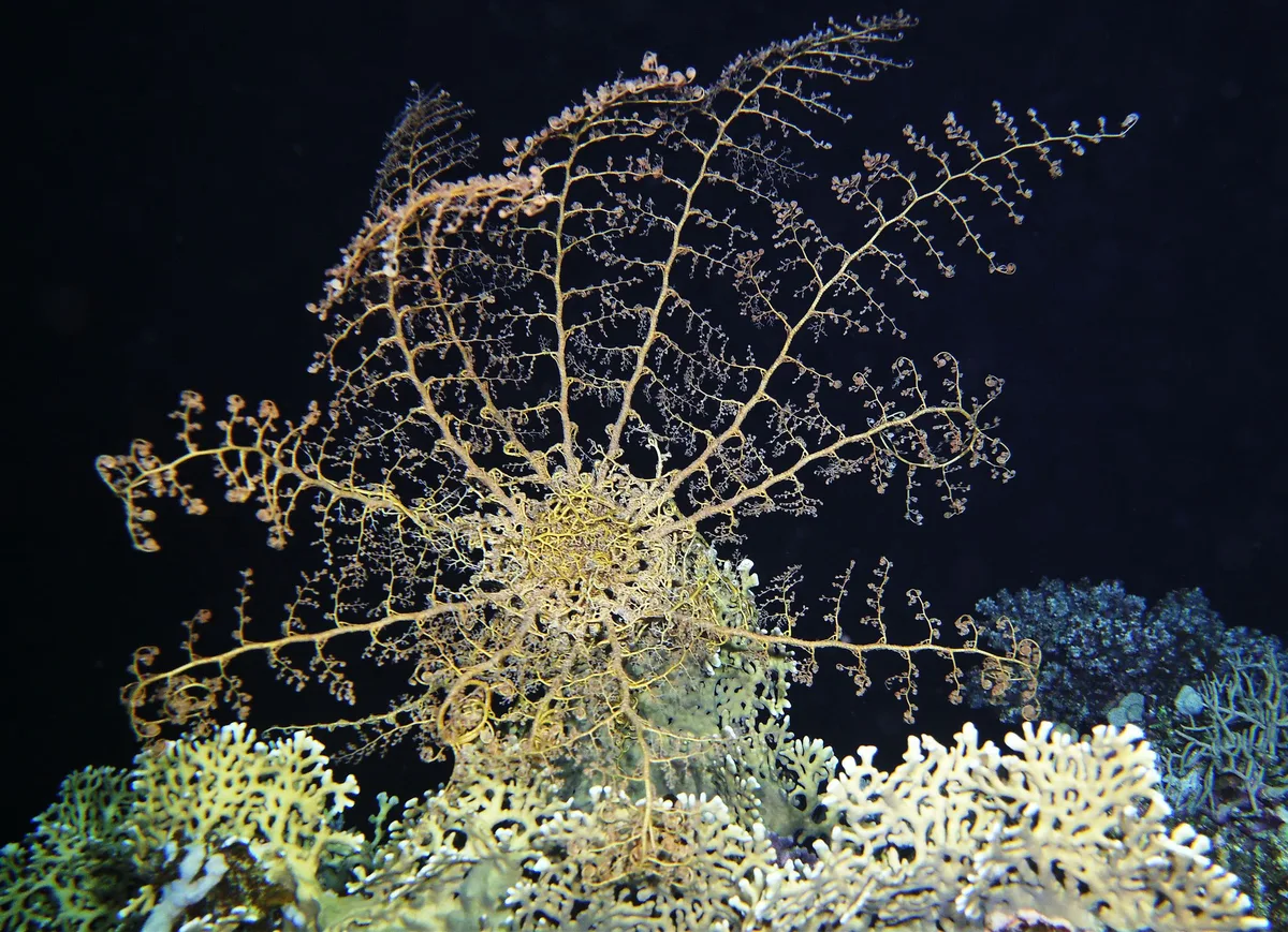 Astroboa nuda