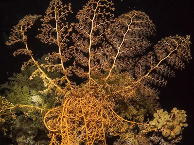 Astroboa nuda, Red sea