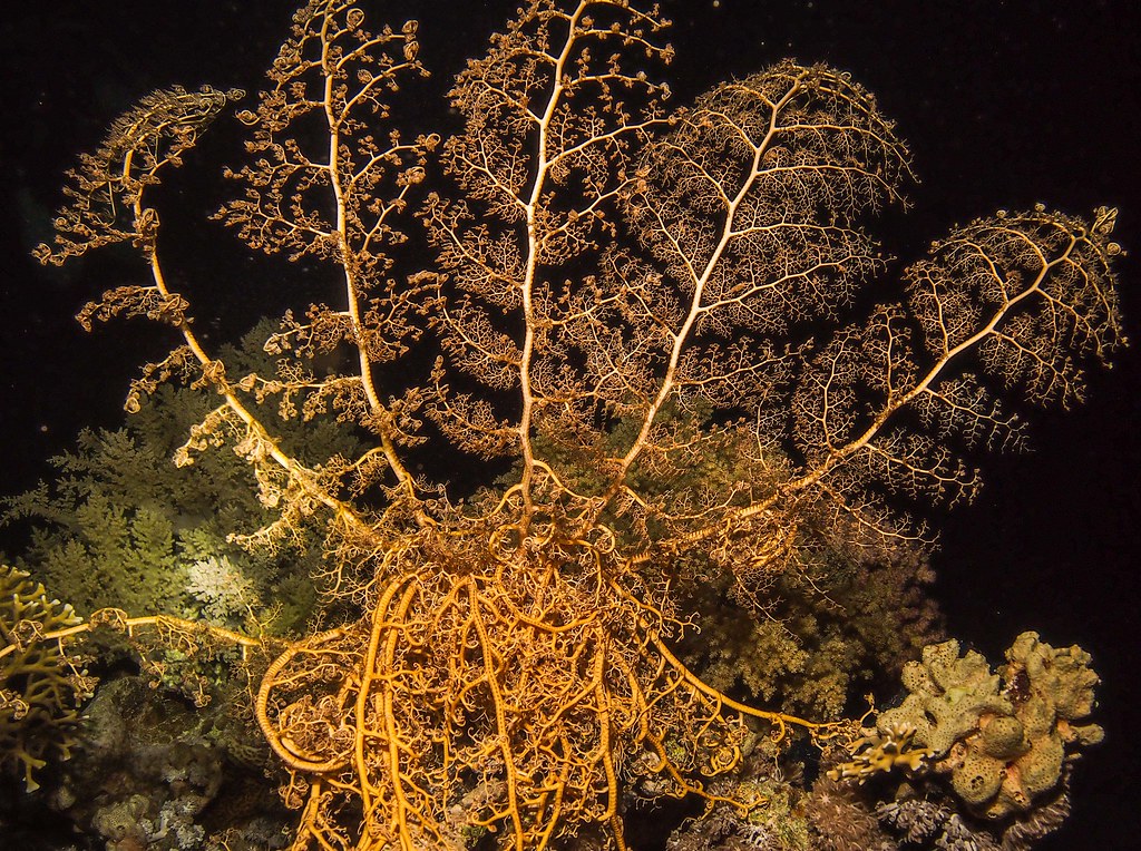 Astroboa nuda, Red sea