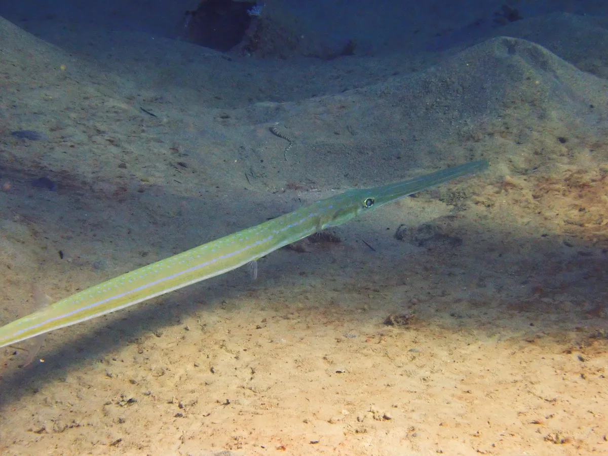 Smooth cornetfish