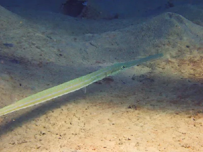 Smooth cornetfish