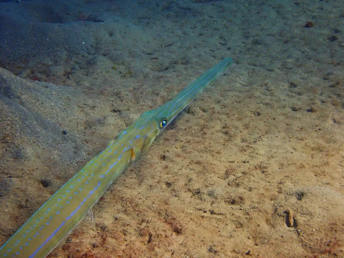 Smooth cornetfish
