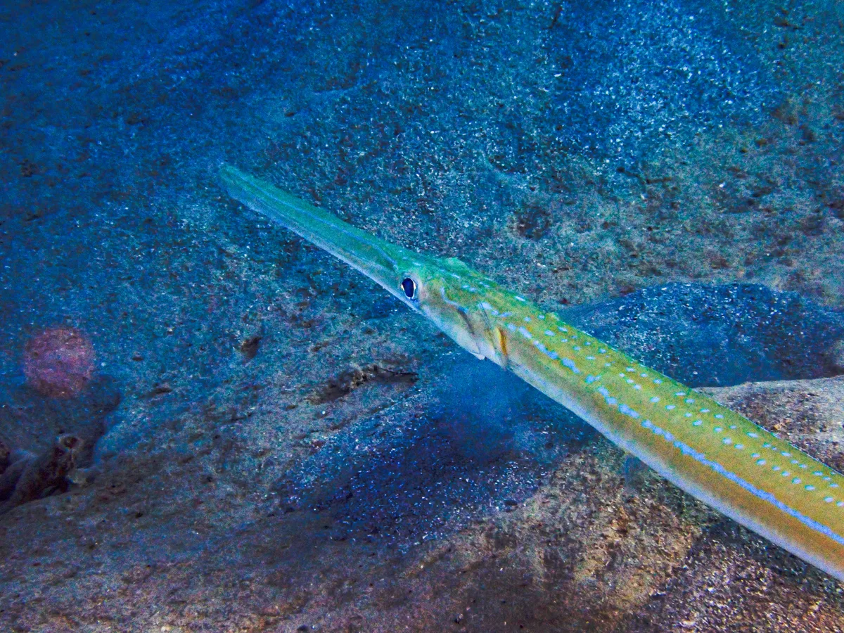Smooth cornetfish