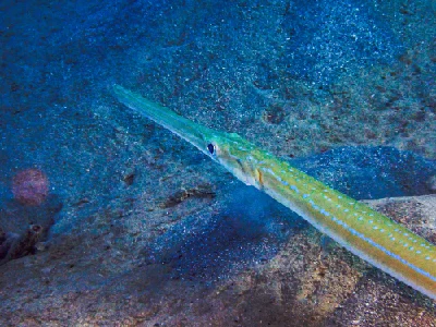 Smooth cornetfish