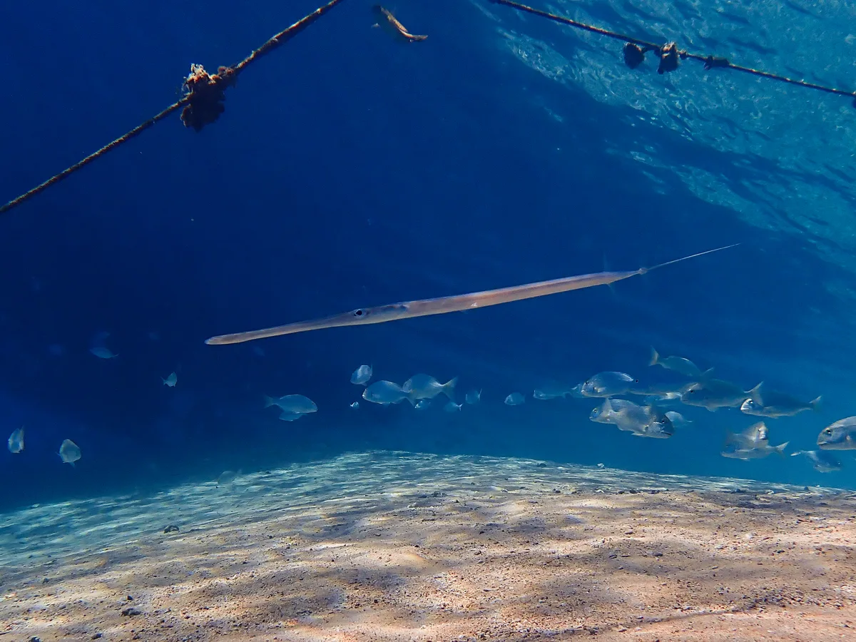 Smooth cornetfish