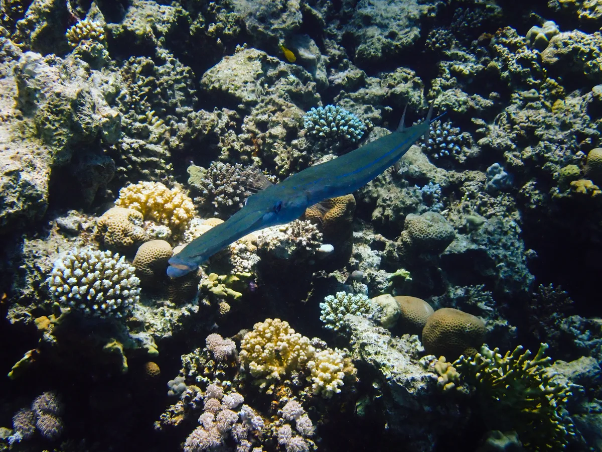Smooth cornetfish