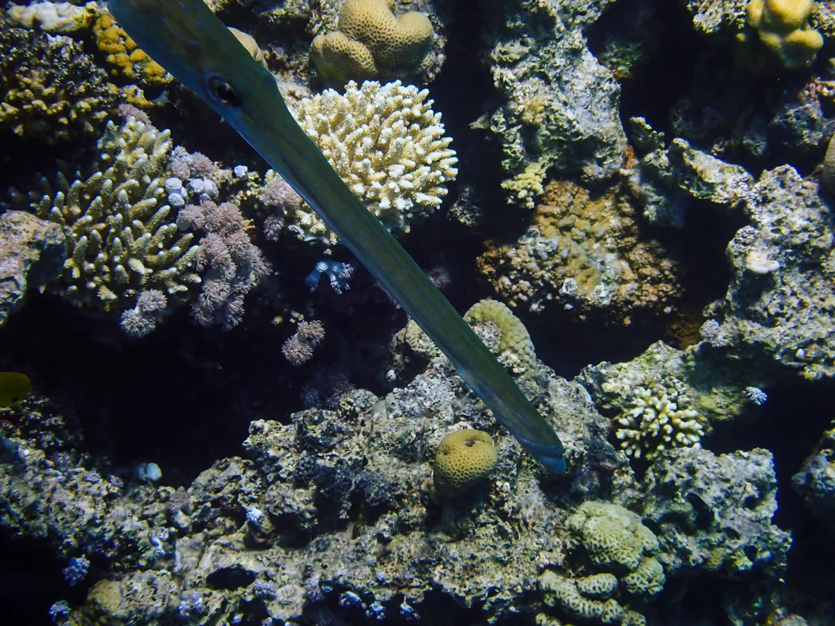 Smooth cornetfish