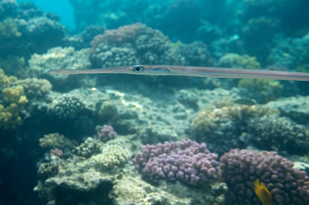 Fistularia commersoni