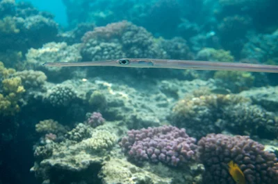 Fistularia commersoni