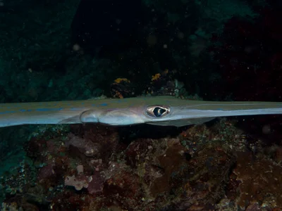 Fistularia commersoni
