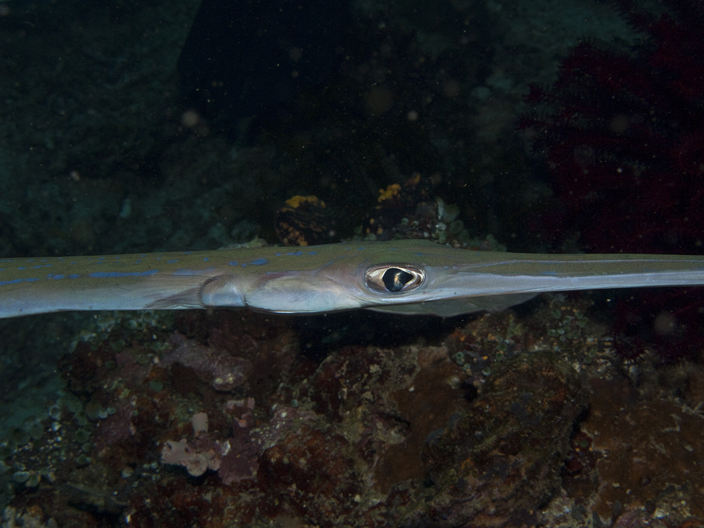 Fistularia commersoni