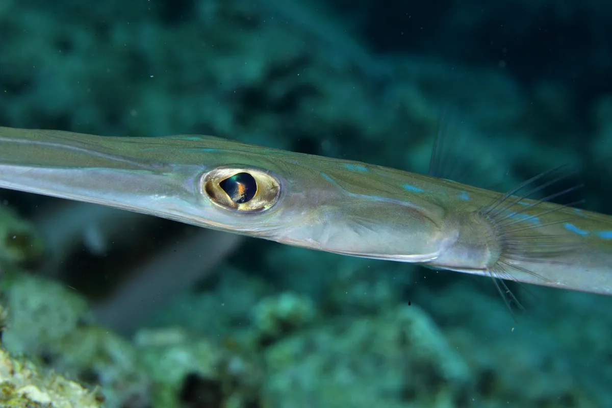 Cornetfish