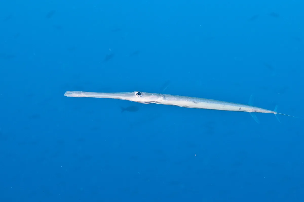 Cornetfish