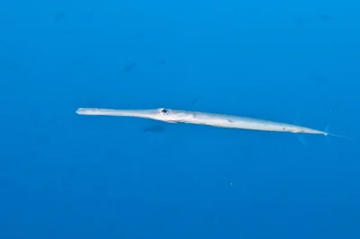 Cornetfish