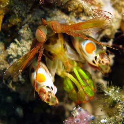 Smashing Mantis Shrimp