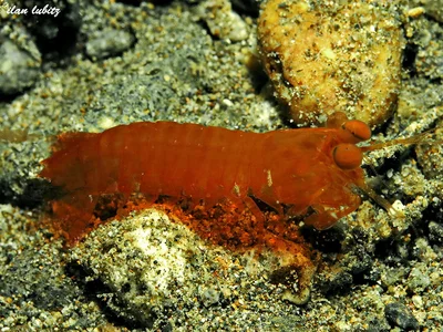 Gonodactylaceus glabrous           img 699