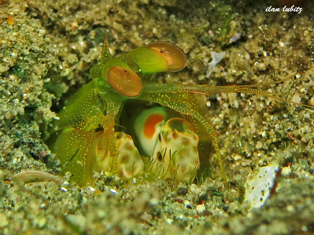 gonodactylaceus glabrous      mantis shrimp   IMG_1612