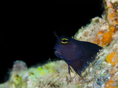 Smoothfin Blenny