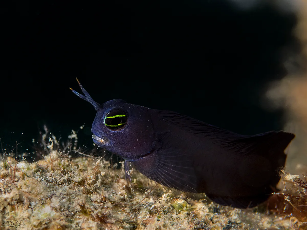 Smoothfin Blenny
