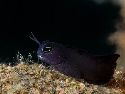 Smoothfin Blenny