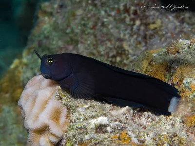 Smoothfin Blenny