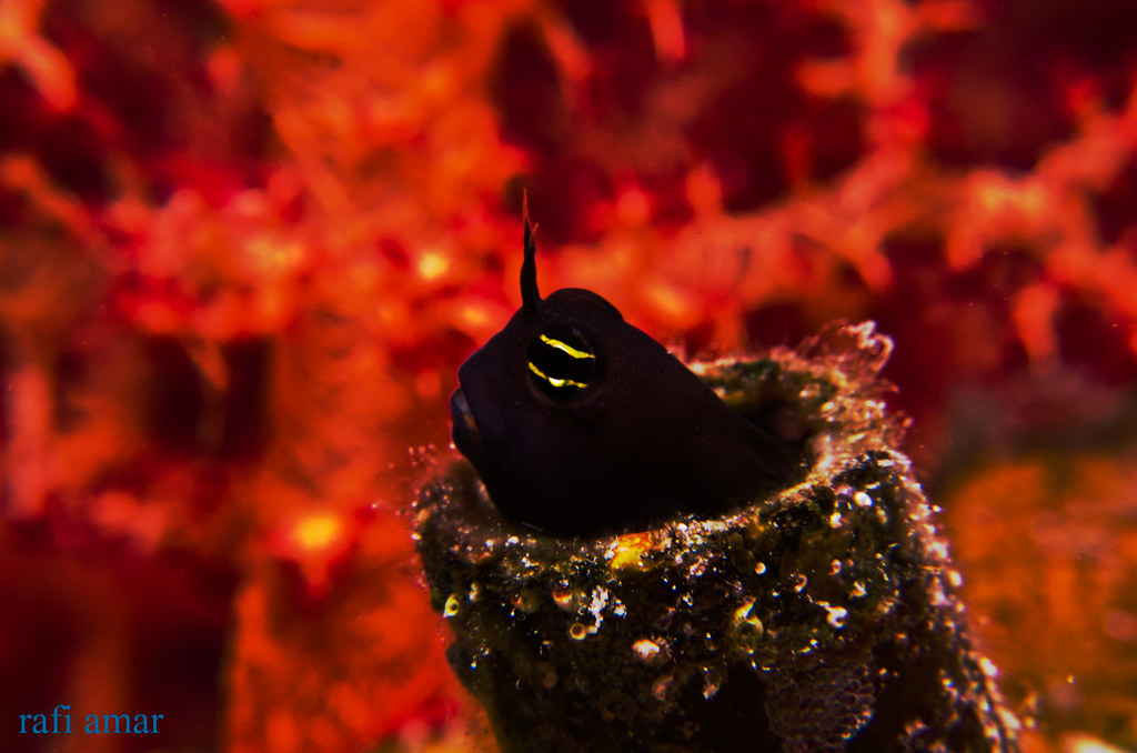 Smooth-fin blenny - Ecsenius frontalis