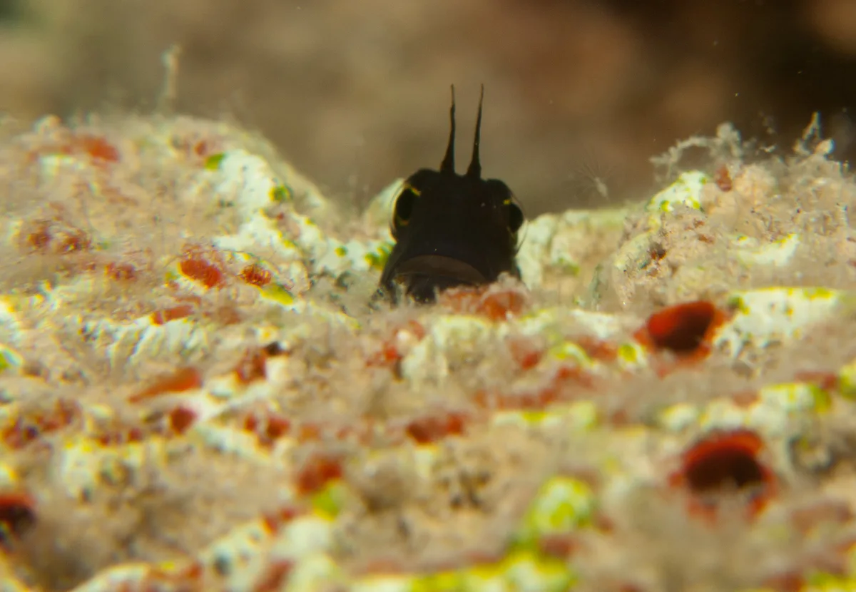 Smooth-fin Blenny - Ecsenius frontalis