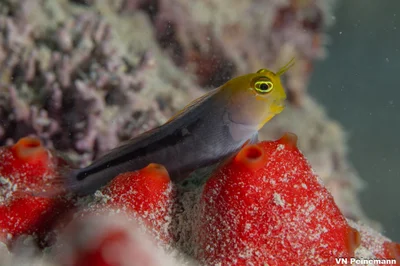 Ecsenius frontalis - Makkah, Saudi Arabia