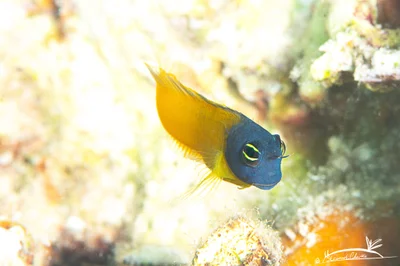 Ecsenius frontalis - Red Sea, Tabuk Region, SA