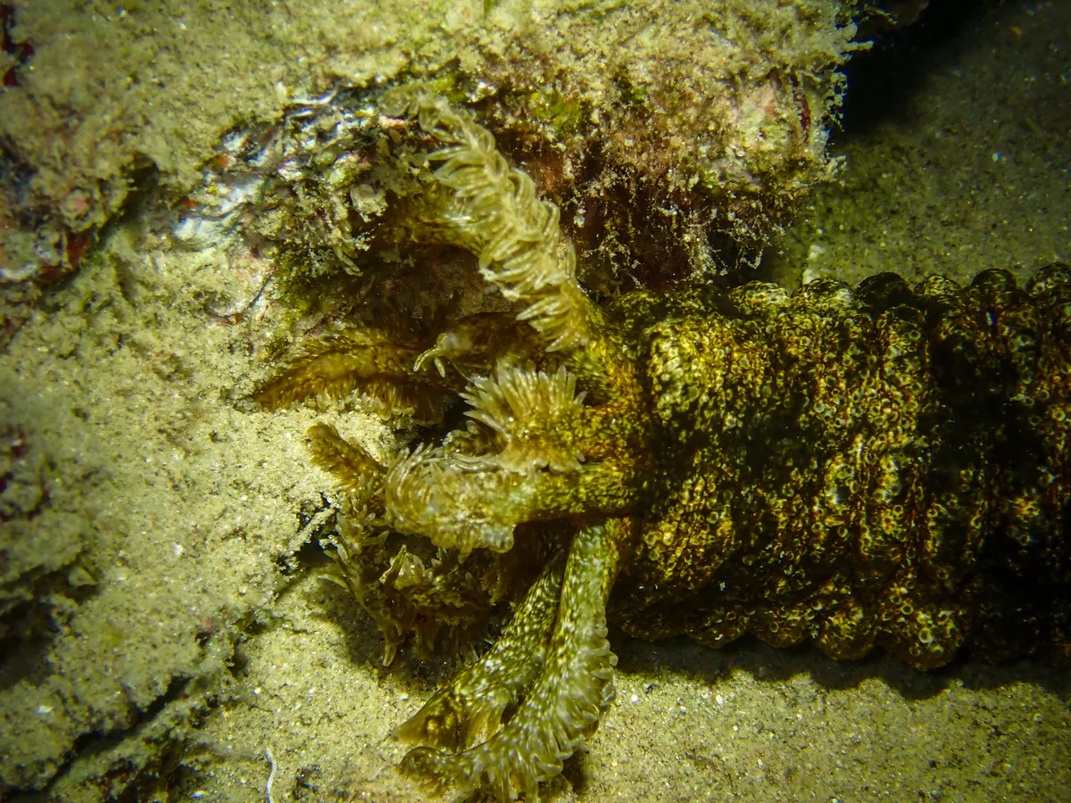 Snake Sea Cucumber