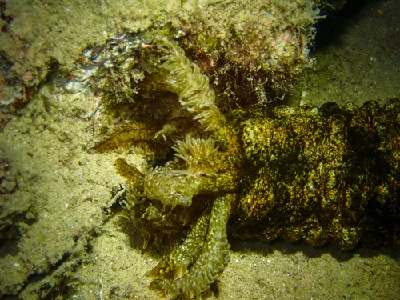 Snake Sea Cucumber
