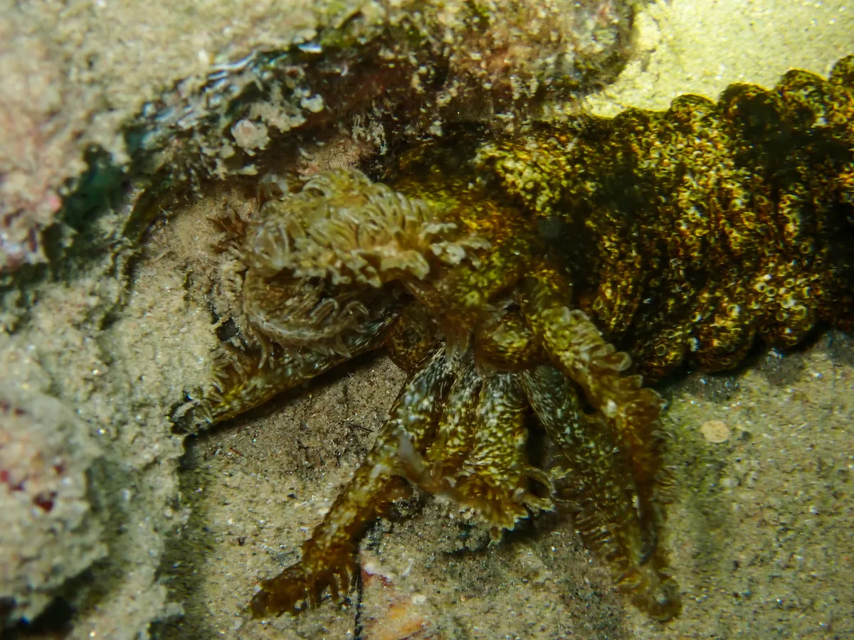 Snake Sea Cucumber