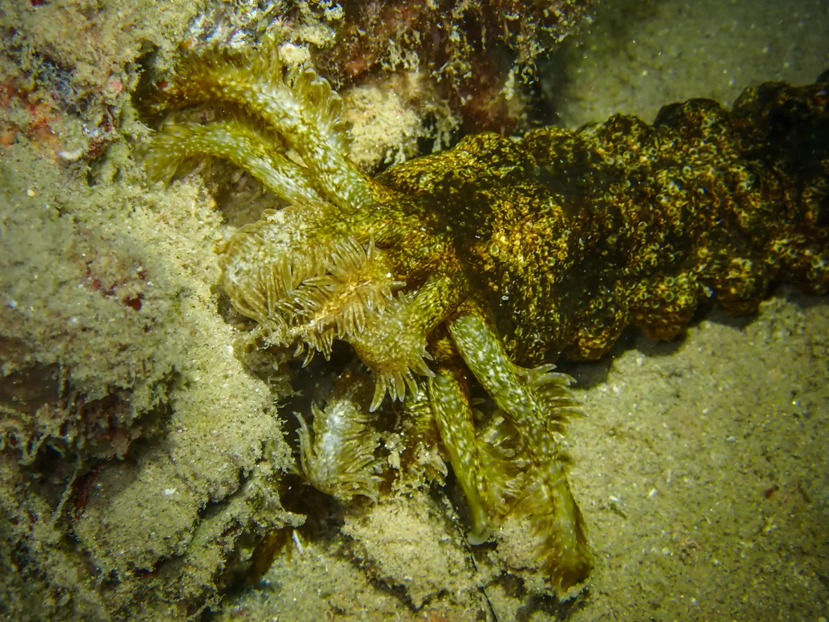 Snake Sea Cucumber