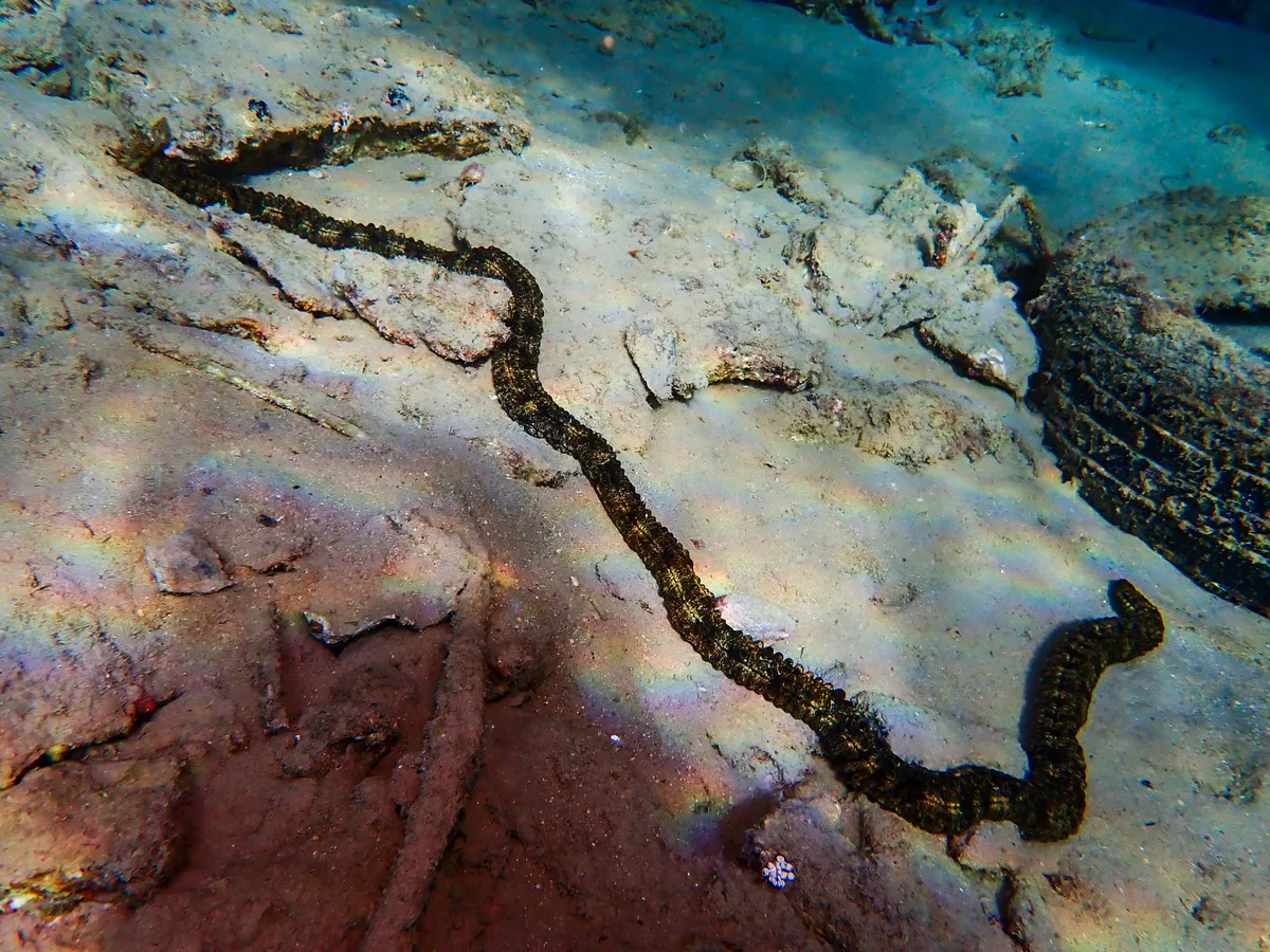 Snake Sea Cucumber