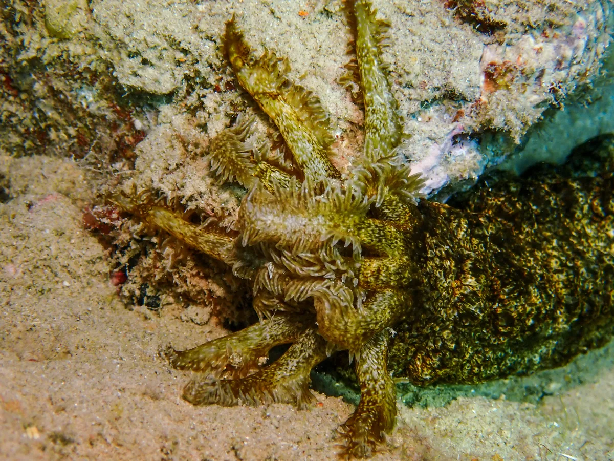 Snake Sea Cucumber