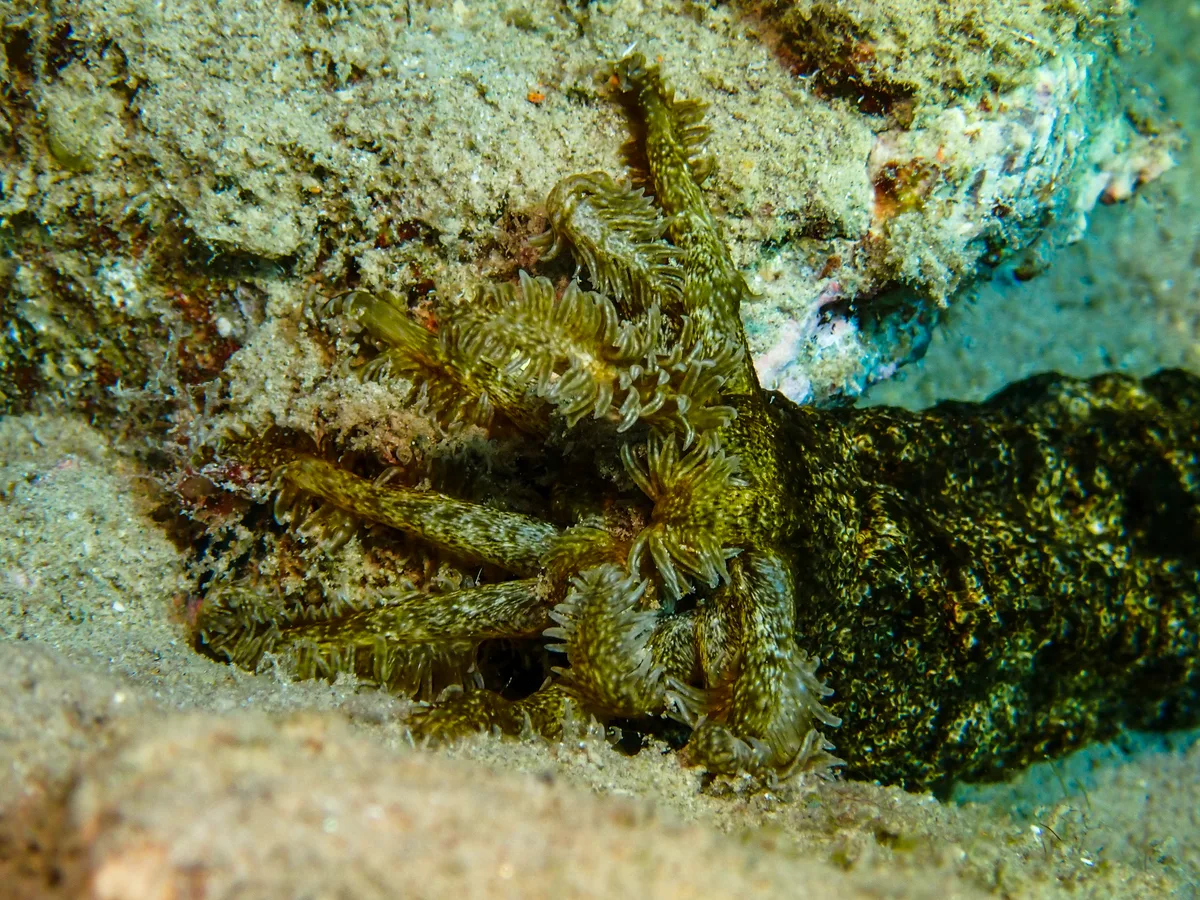 Snake Sea Cucumber