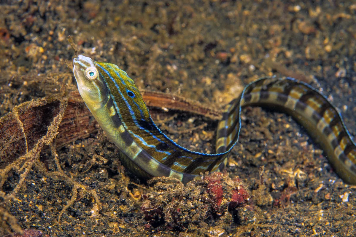 Snakeblenny