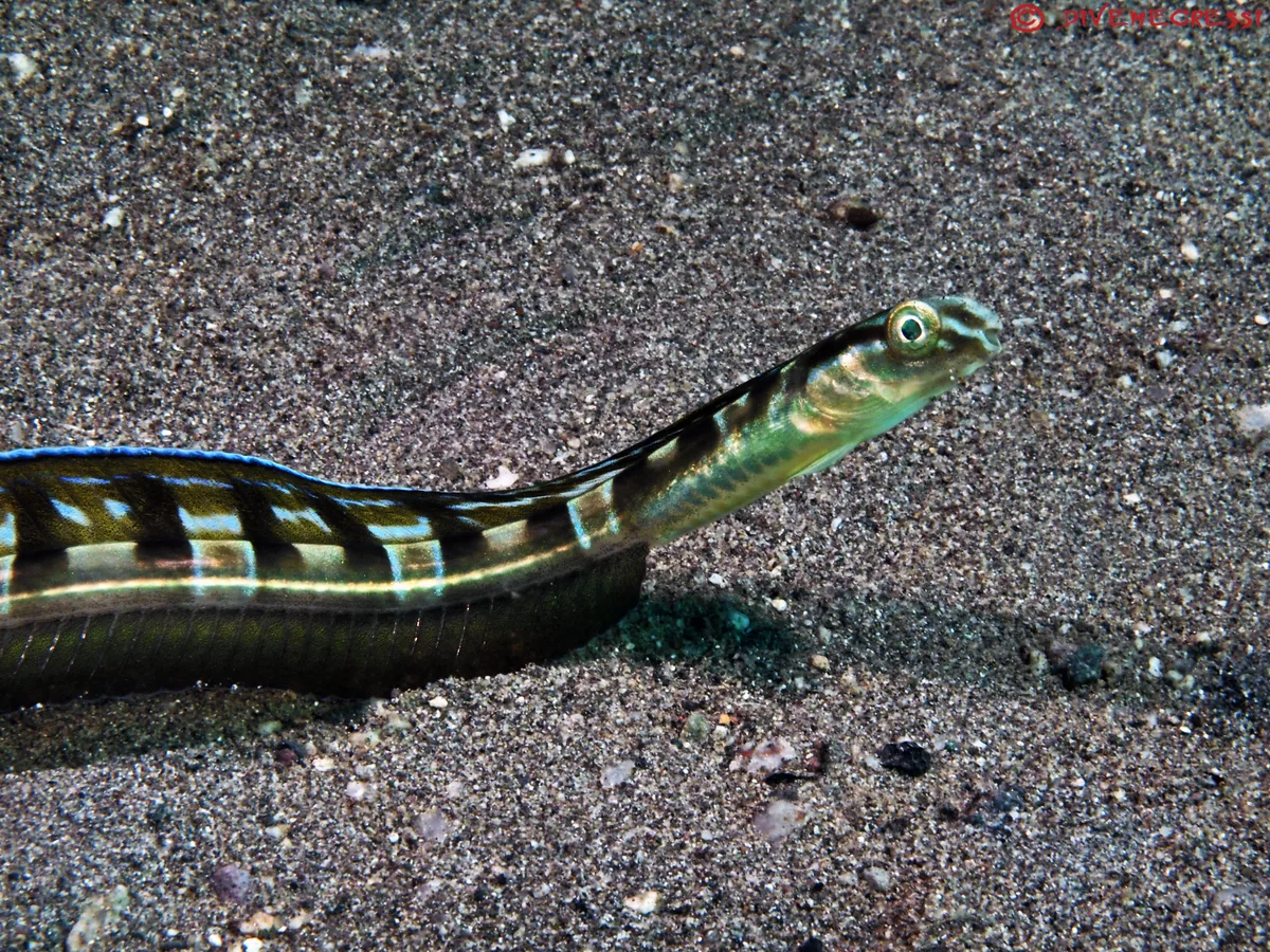 Snakeblenny