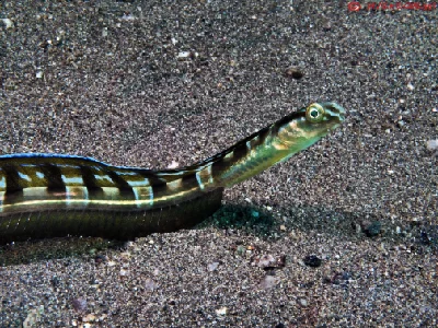 Snakeblenny