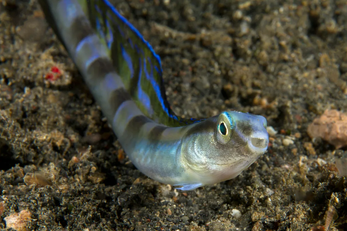 Snakeblenny