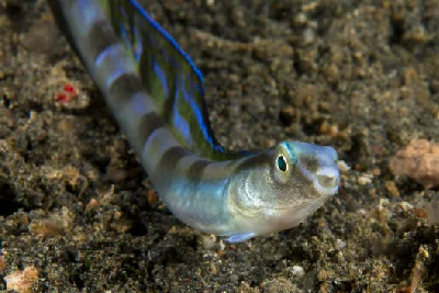 Snakeblenny