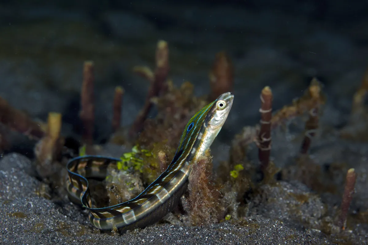 Snakeblenny