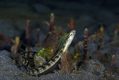 Snakeblenny